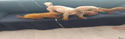 Cavapoo dogs for sale: Beautiful cavapoo puppies  - Advert 14
