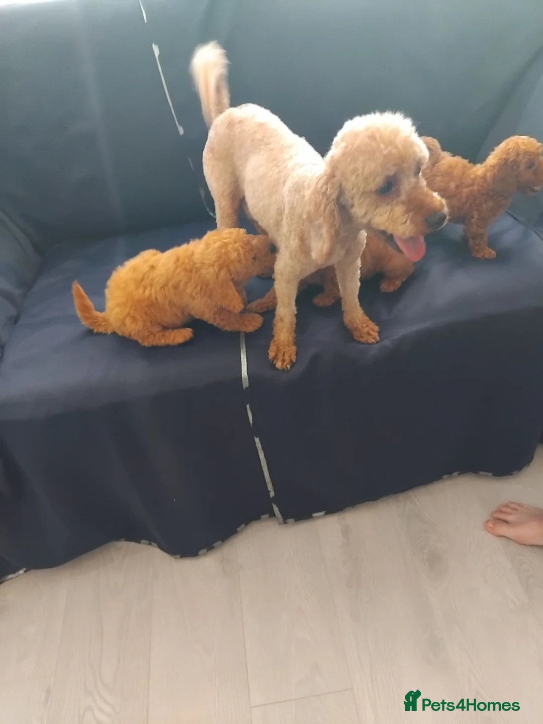 Cavapoo dogs for sale: Beautiful cavapoo puppies  - Advert 14