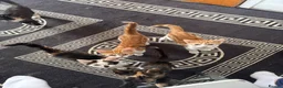 Mixed Breed cats for sale: Kittens ready to leave still available  - Advert 2