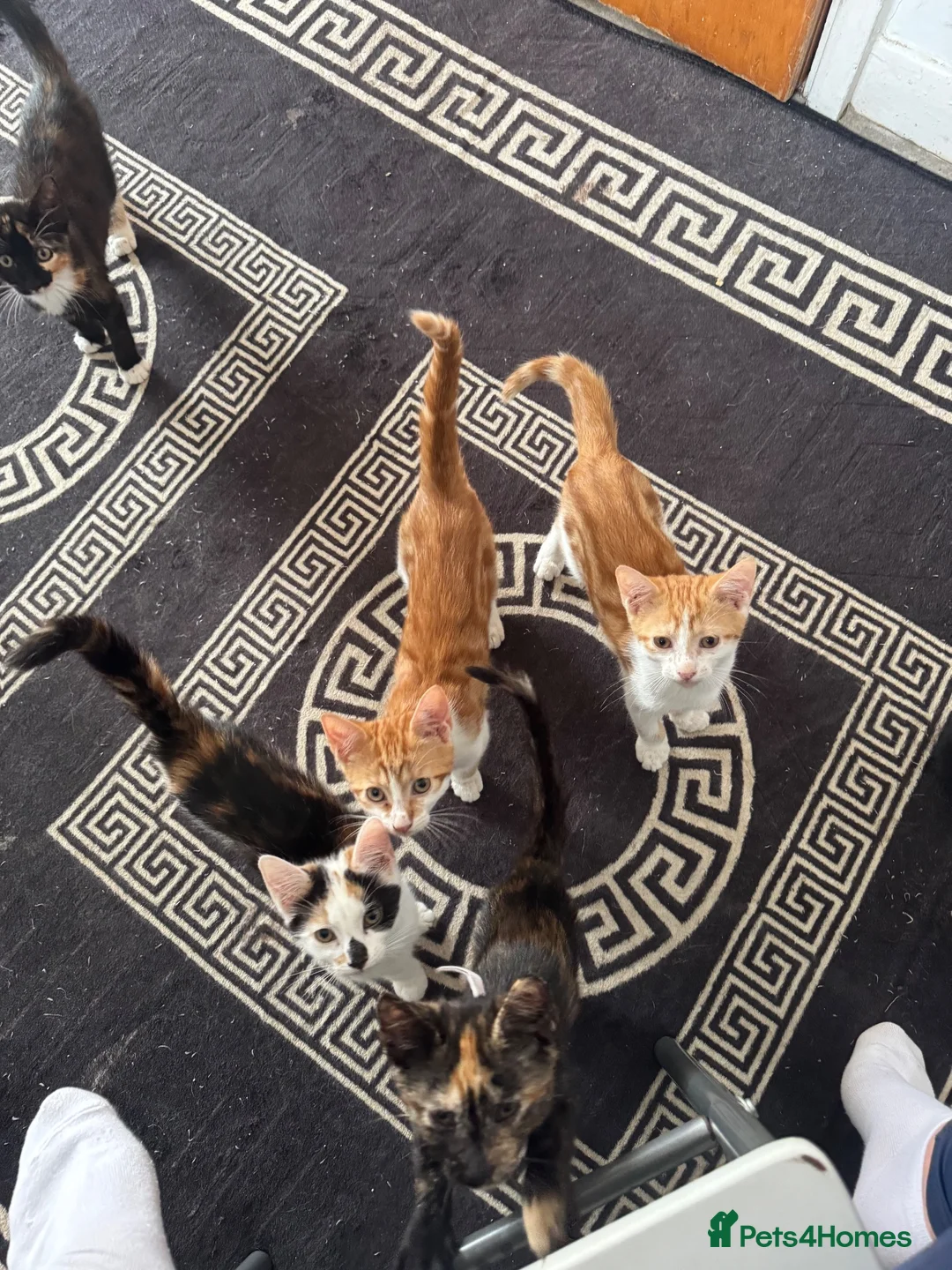 Mixed Breed cats for sale: Kittens ready to leave still available  - Advert 2