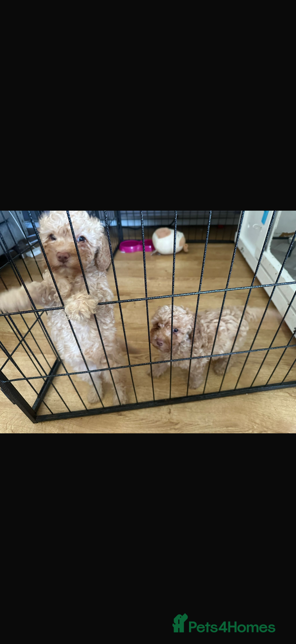 Cockapoo dogs Reduced 2 golden left ready now f1b cockapoo babys - Advert 5