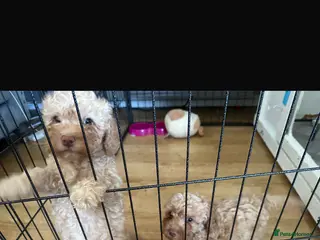Cockapoo dogs Reduced 2 golden left ready now f1b cockapoo babys - Advert 5