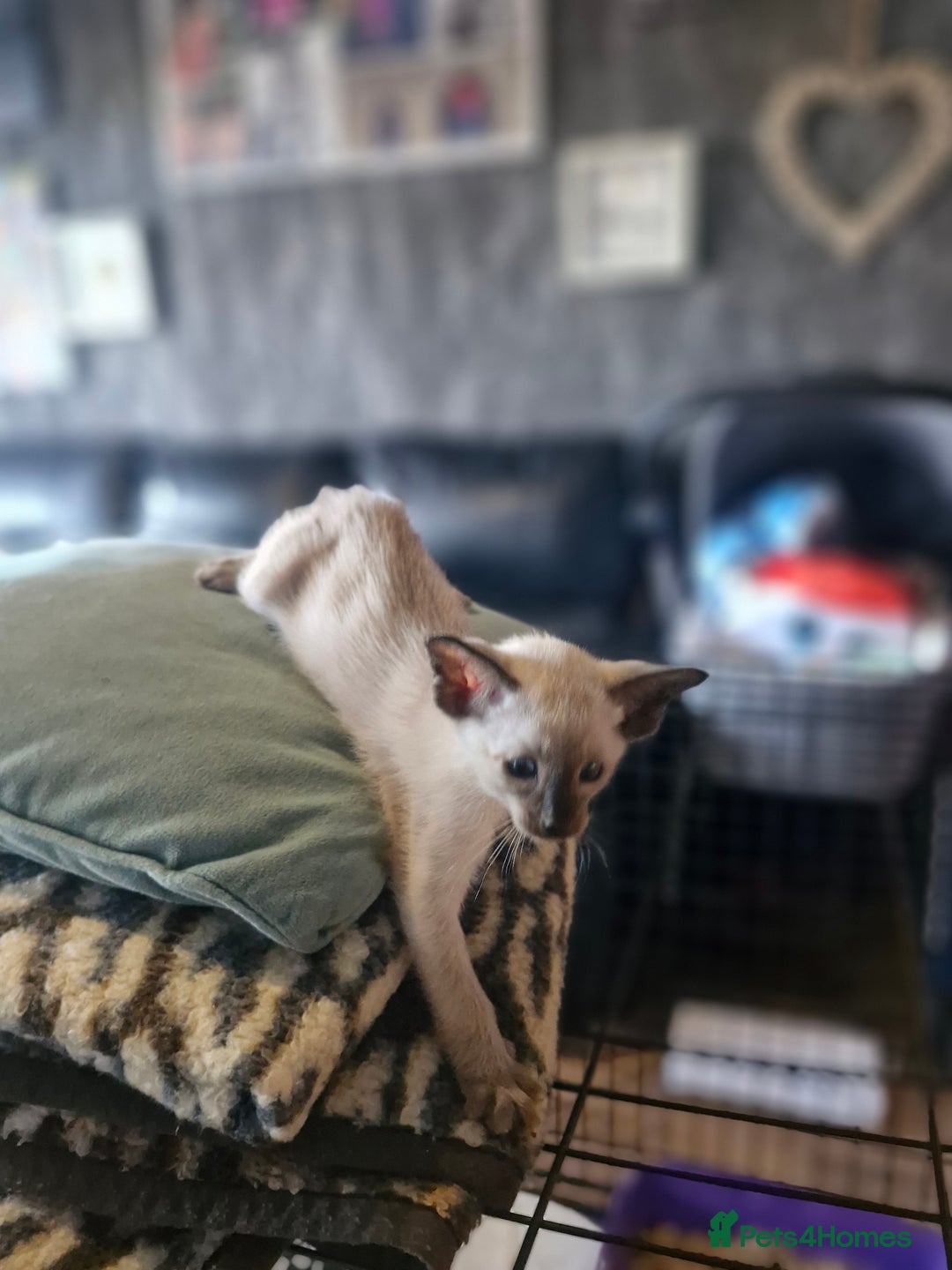 Siamese cats for sale: Siamese kittens  - Image 9