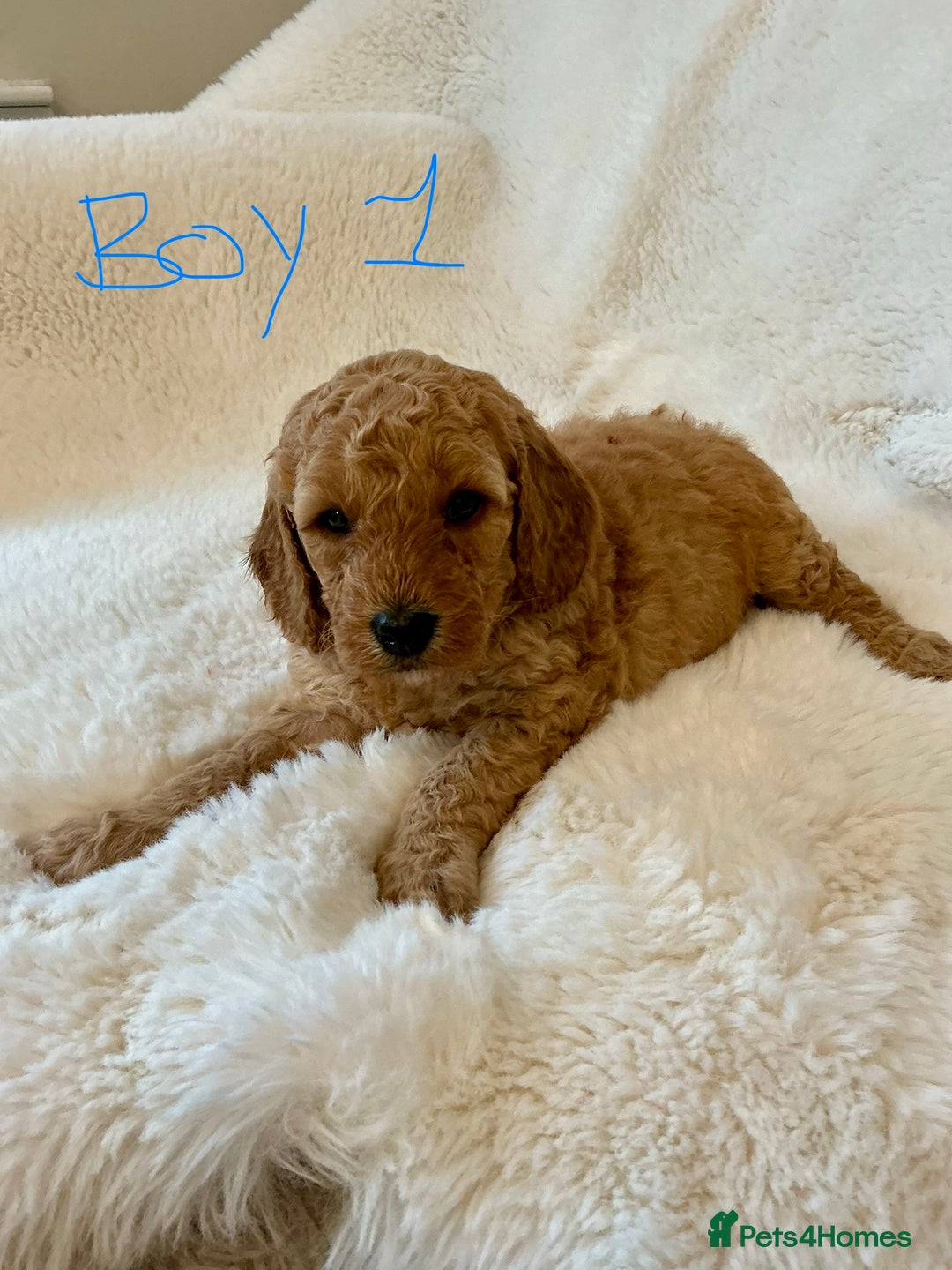 Cockapoo dogs for sale: Adorable little Cockapoo puppies  - Image 5