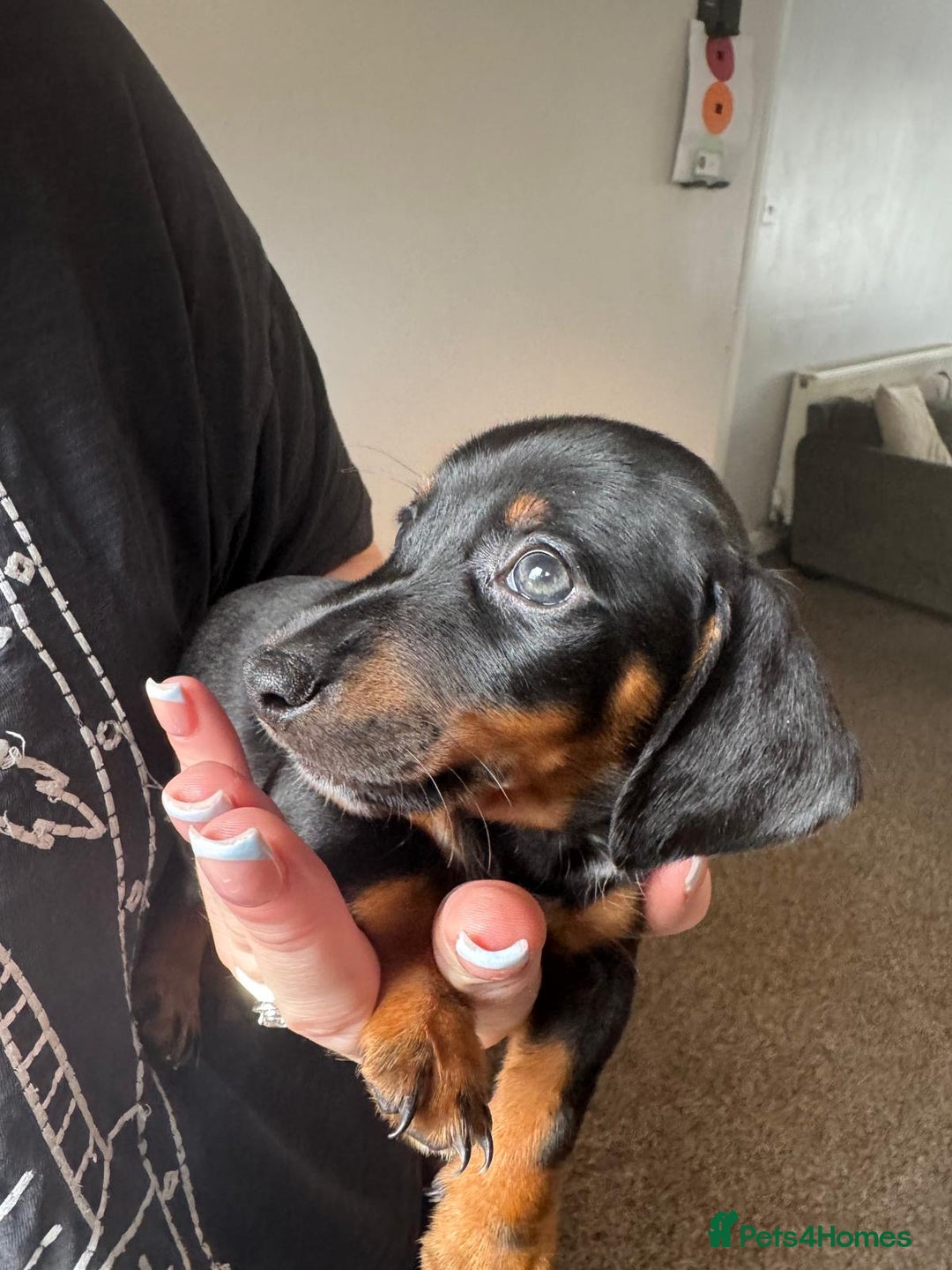 Dachshund dogs for sale: Miniature dachshunds ready now 💗 - Image 18