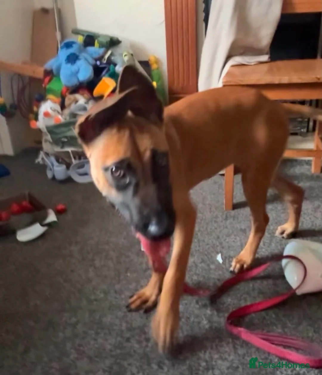 Belgian Shepherd Dog dogs for sale: Luna  - Advert 2