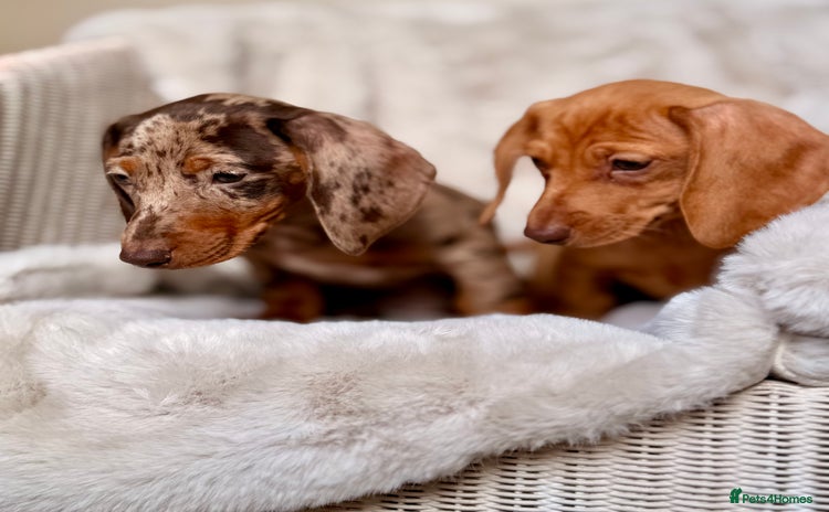 Miniature Dachshund dogs - Advert 5