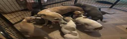 Whippet dogs for sale: KC registered Whippets health tested parents - Advert 6