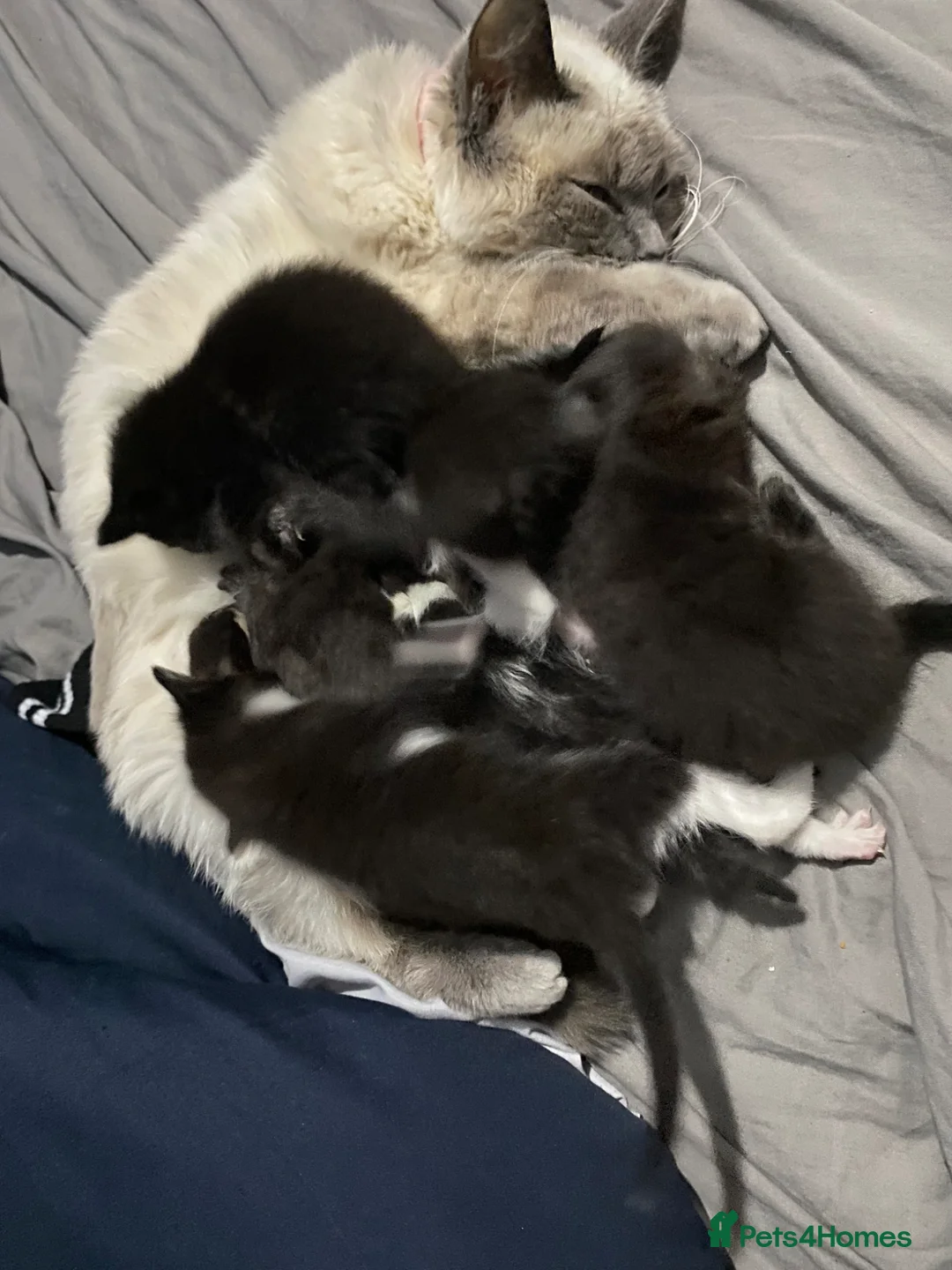 Ragdoll cats for sale: Ragdoll mixed breeds - Advert 1