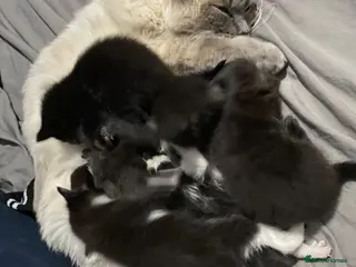 Ragdoll cats Ragdoll mixed breeds - Advert 1