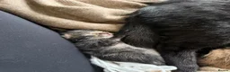 Mixed Breed cats for sale: Short hair/Maincoone kittens  - Advert 8