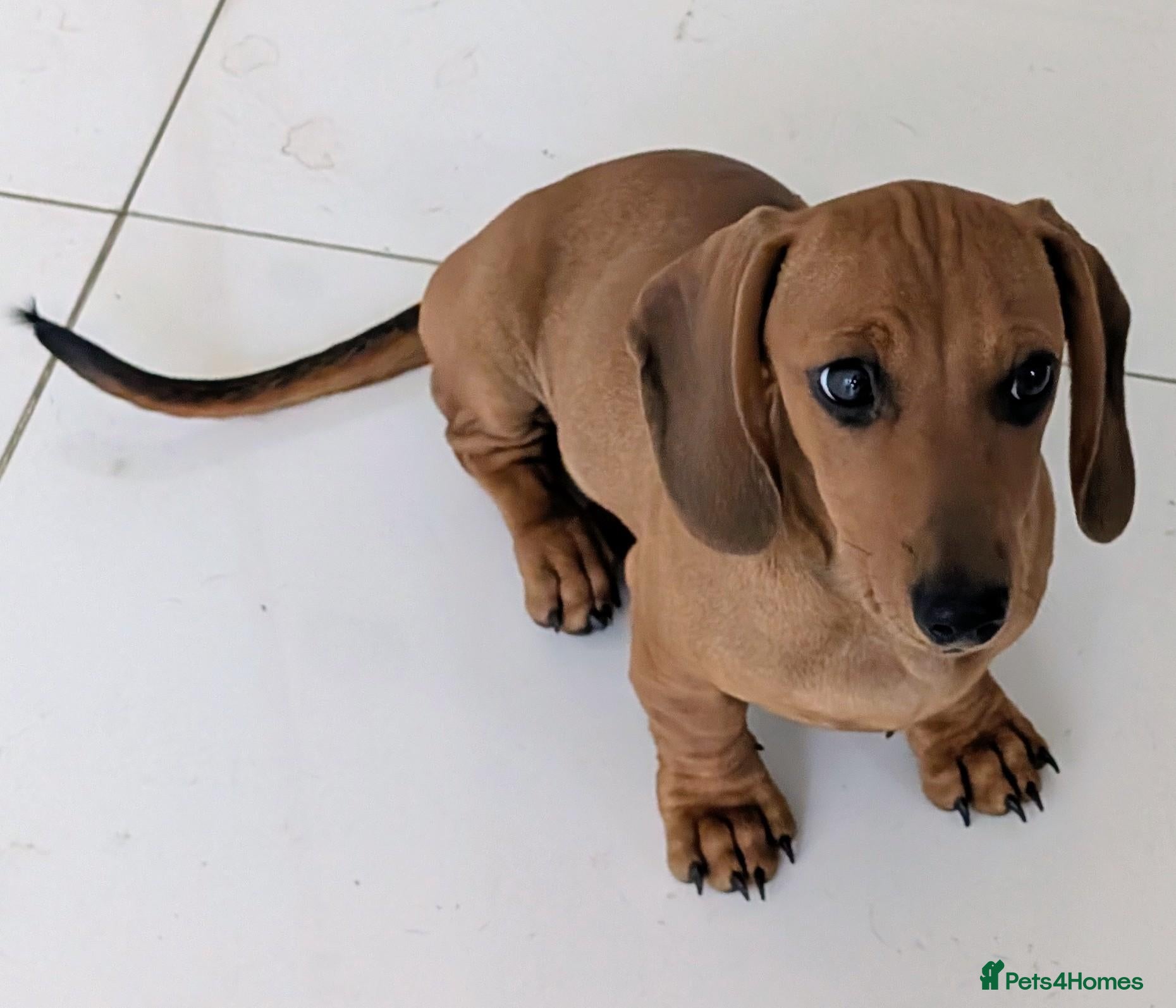 Dachshund dogs PRICE DROP 1 FEMALE Remaining ONLY £800 - Advert 7