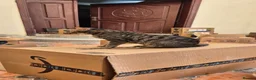 Arabian Mau cats for adoption: Sparkles - Advert 2