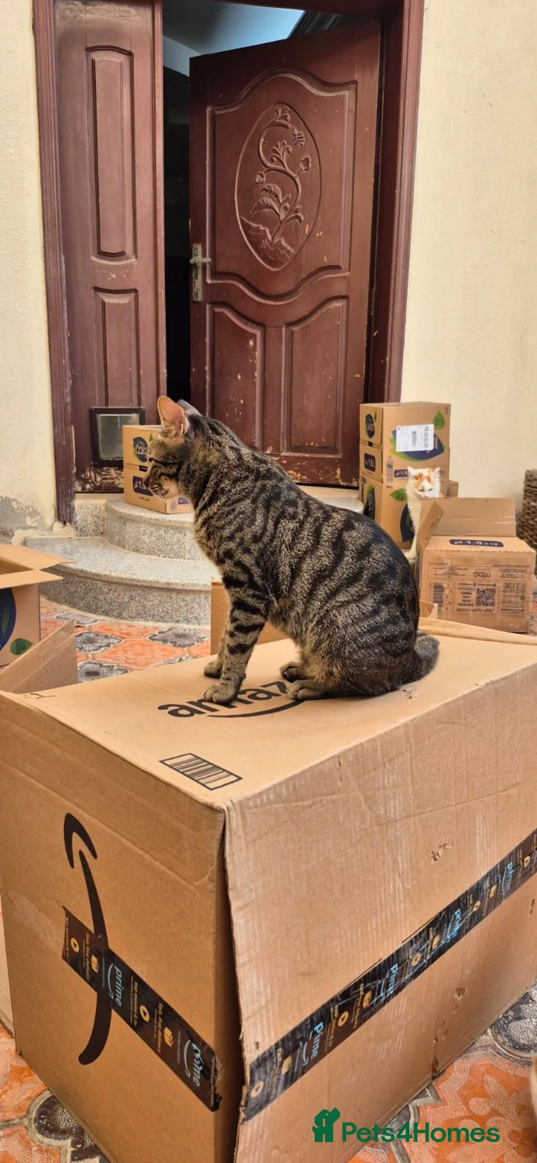 Arabian Mau cats for adoption: Sparkles - Advert 2