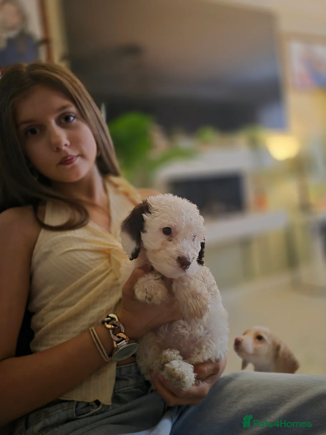 Cockapoo dogs for sale: F2 generation cockerpoo puppys  - Advert 6