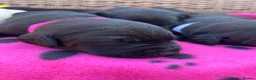 Labrador Retriever dogs for sale: Exquisite KC FTCH Labrador Puppies - Advert 11