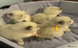 Ragdoll cats for sale: Three beautiful blue ragdoll kittens  - Image 2