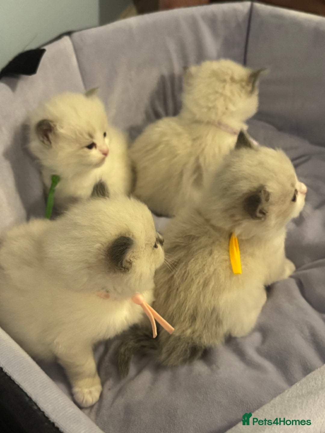 Ragdoll cats for sale: Three beautiful blue ragdoll kittens  - Image 2