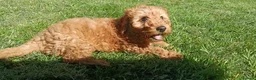 Cockapoo dogs for sale: Ready now- F1b Miniature Cockapoo Pup Charlie  - Advert 8