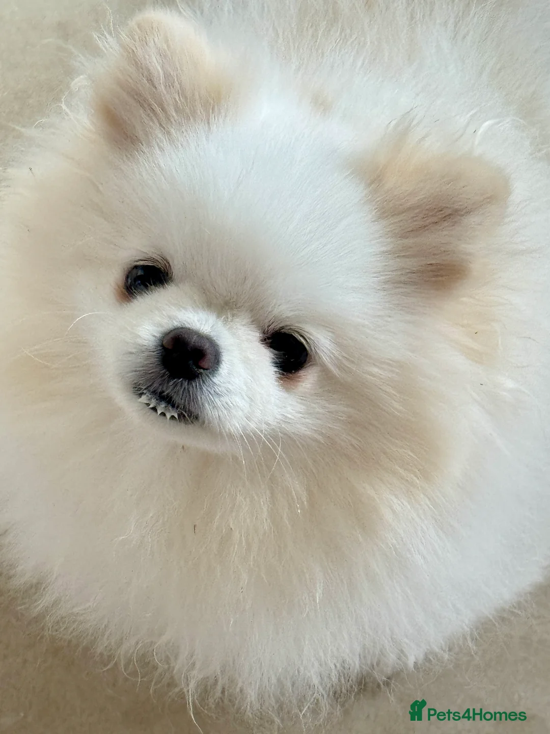 Pomeranian dogs for sale: Stunning KC litter of fluffy white Pom puppy boy - Advert 15