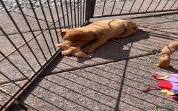 Mixed Breed dogs for sale: Doberman puppies for sale - Image 12