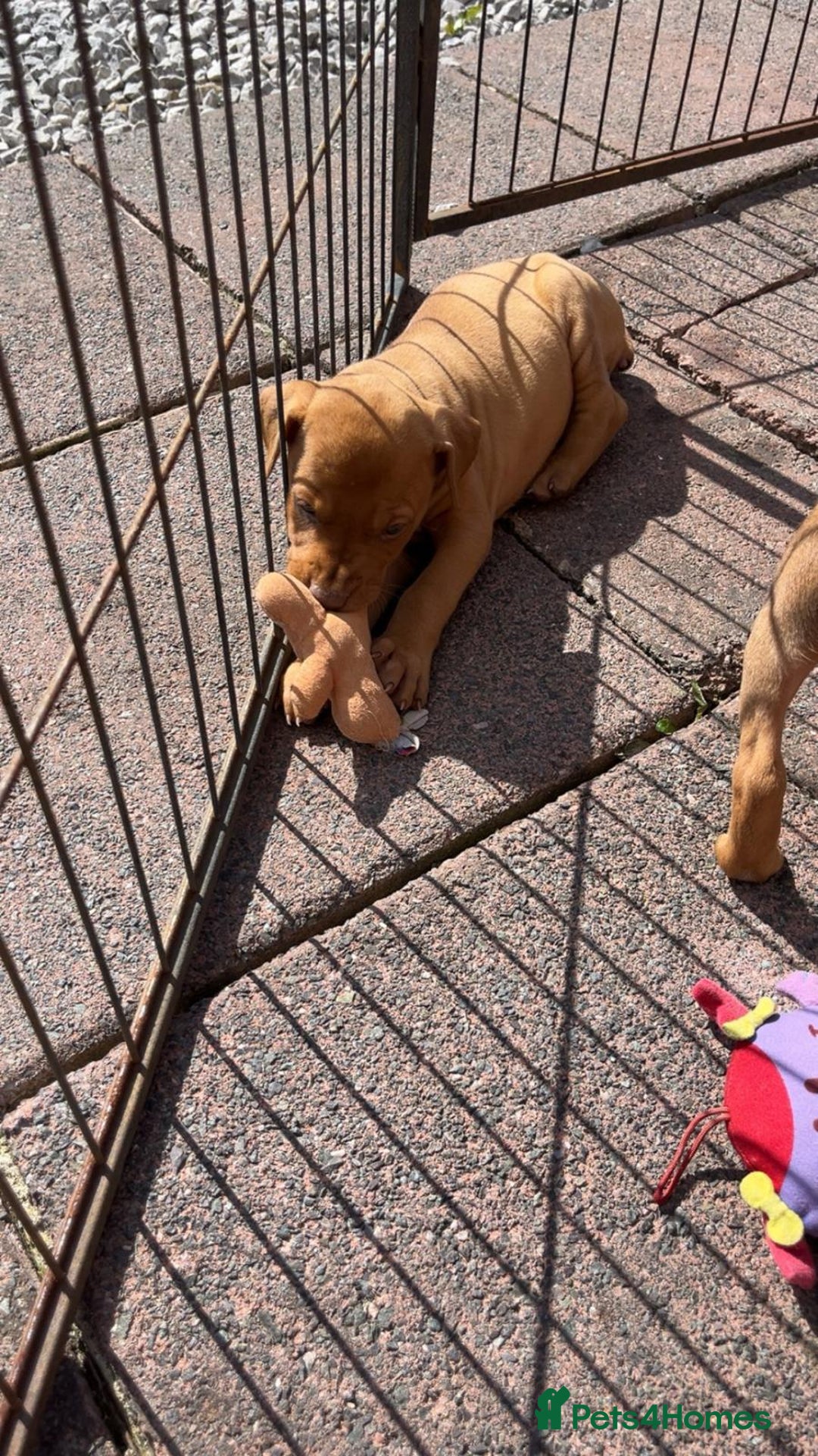 Mixed Breed dogs for sale: Doberman puppies for sale - Image 12