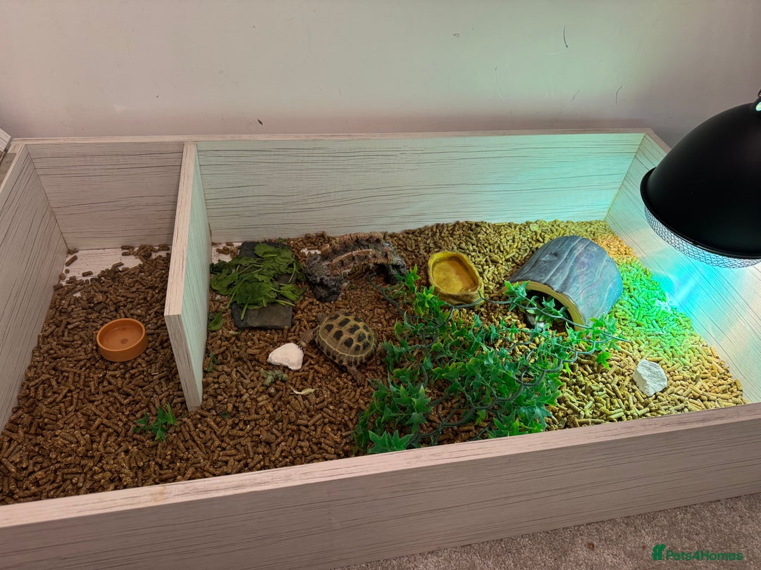 Tortoise reptiles for sale: Horsefeild Tortoise (2 and a half years old) - Advert 4