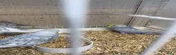 Budgerigars birds for sale: Baby budgies  - Advert 4