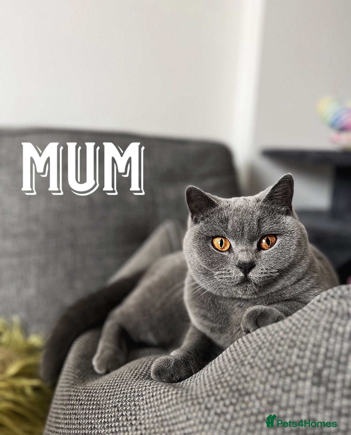 British Shorthair cats GCCF Registered British Shorthair Kittens - Advert 2