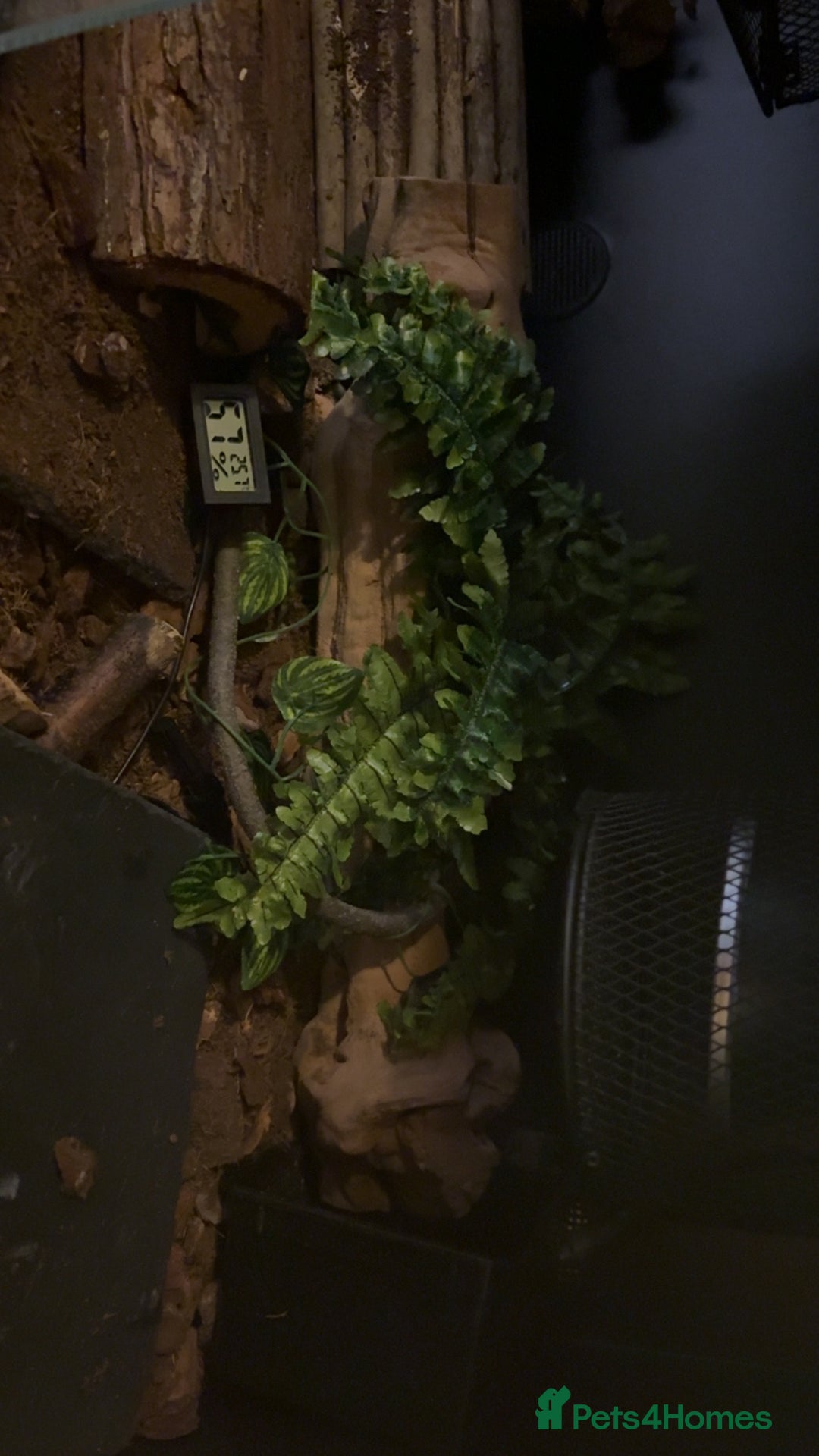 Python Snake reptiles for sale: Ball python with full set up - Advert 4