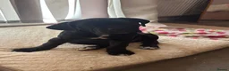 Cane Corso dogs for sale: CANE CORSO puppies ready to leave  - Advert 5