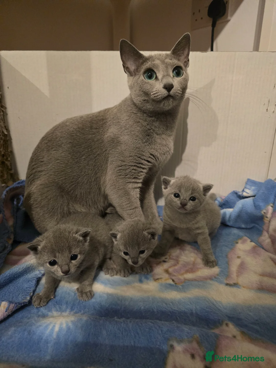 Russian Blue cats for sale: PEDIGREE BLUE RUSSIAN KITTENS  - Advert 2