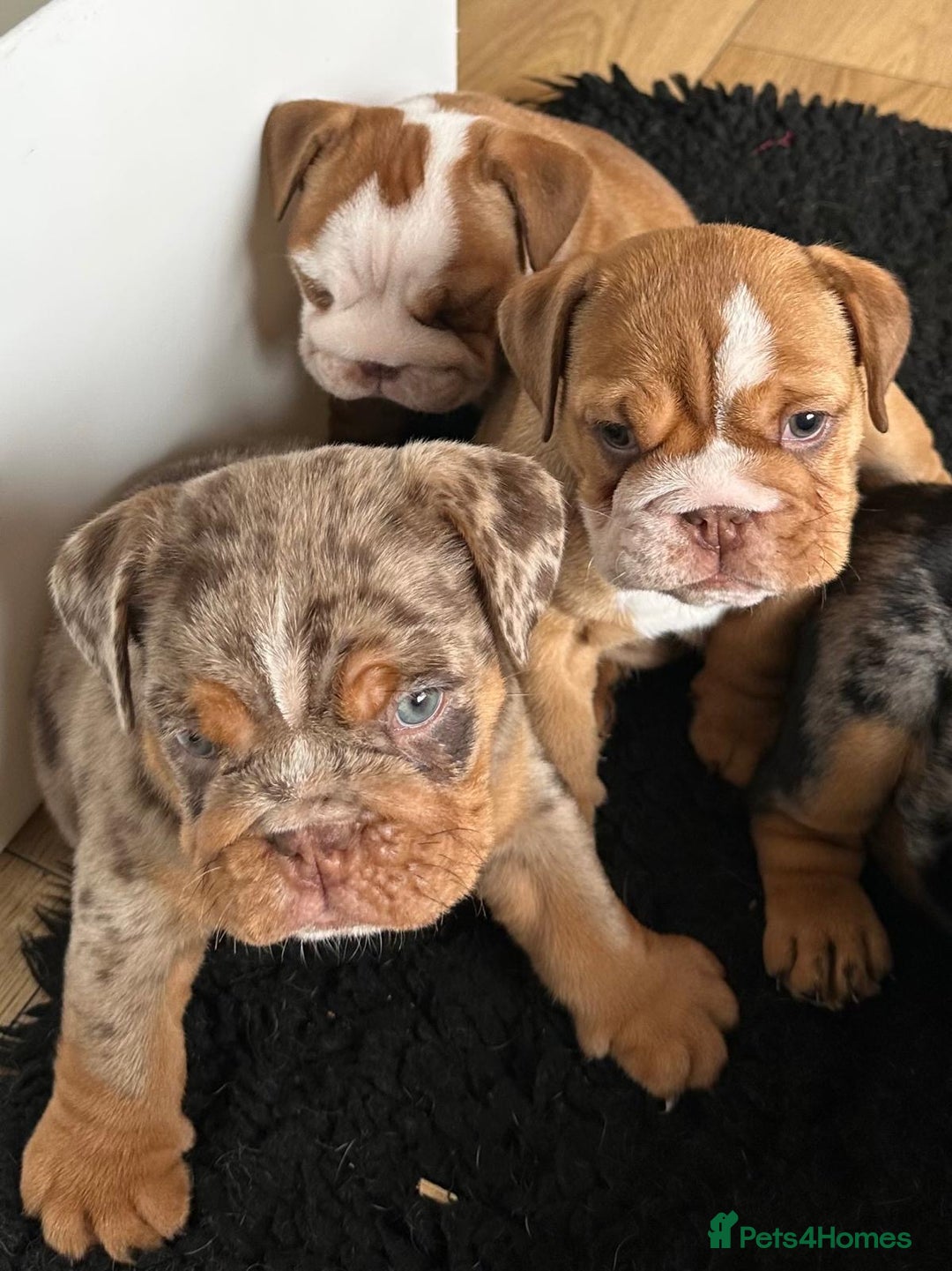 English Bulldog dogs for sale: Amazing litter of English bulldogs - Image 11