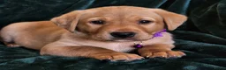 Labrador Retriever dogs for sale: ⭐⭐7 Beautiful Fox Red Labrador Pups Ready Soon!⭐⭐️ - Advert 23