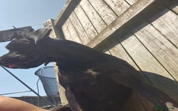 Cane Corso dogs for stud: Looking for stud - Image 2