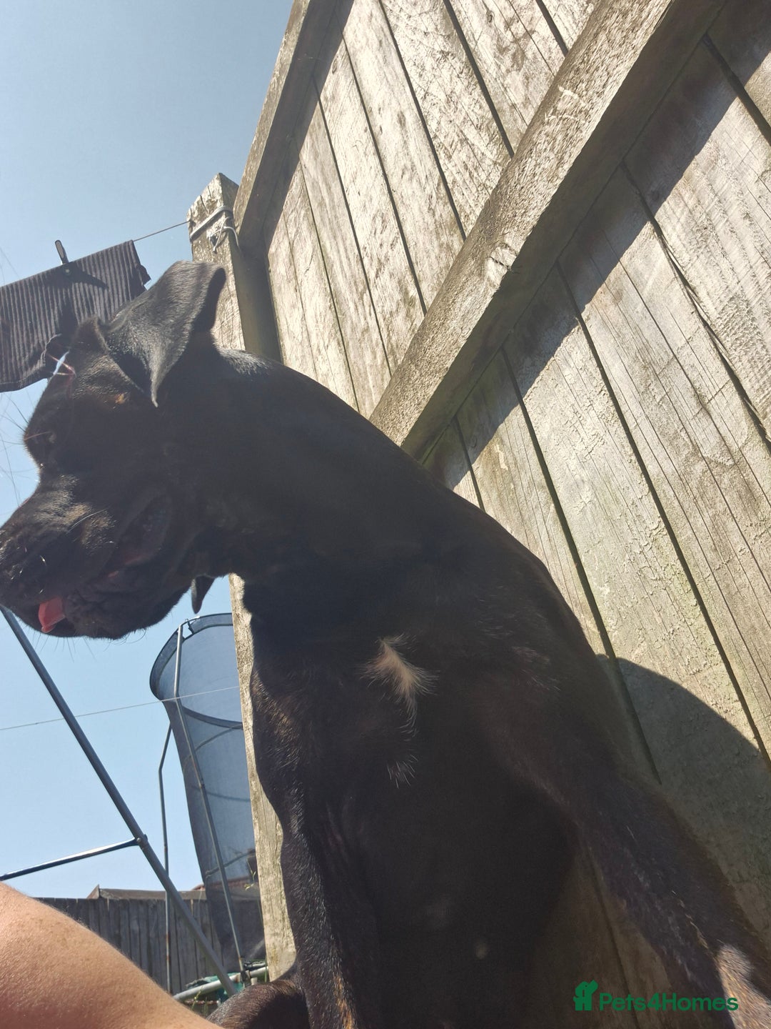 Cane Corso dogs for stud: Looking for stud - Image 2