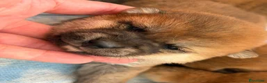 Japanese Shiba Inu 4