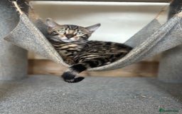 Bengal cats for sale: Charcoal Bengal Kittens  in Runcorn - Image 5