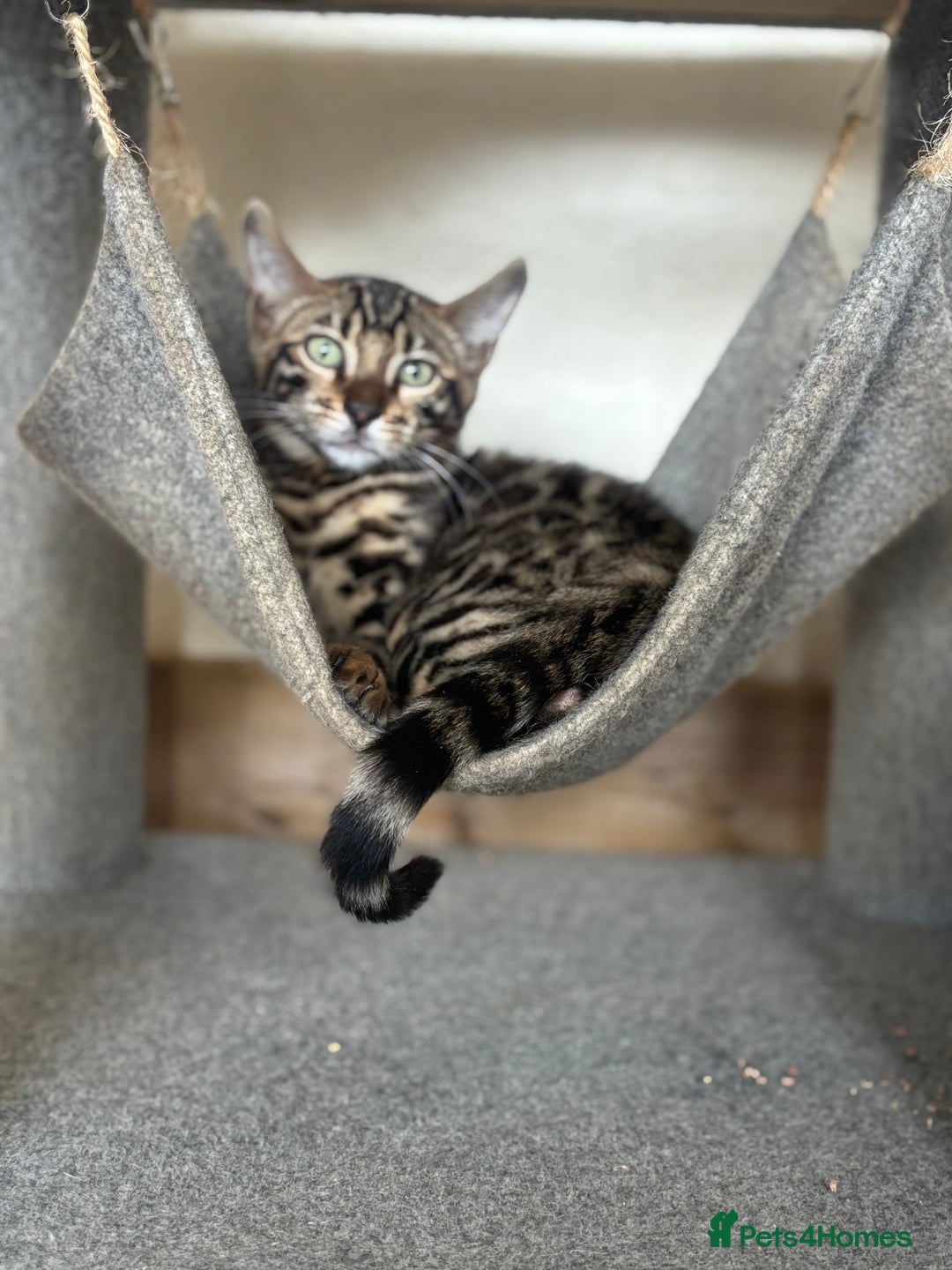 Bengal cats for sale: Charcoal Bengal Kittens  in Runcorn - Image 5