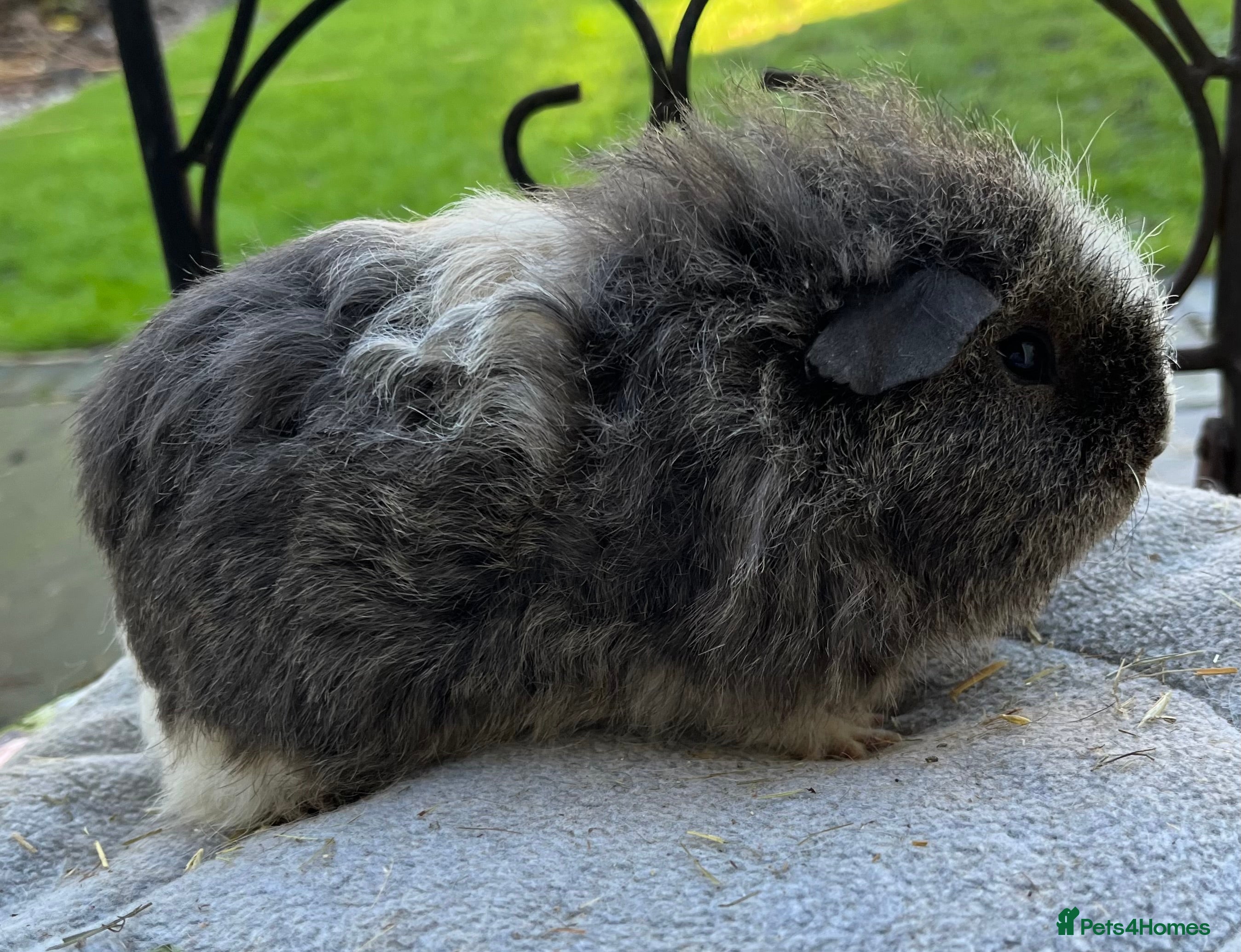 Guinea Pig rodents Texel Guinea pigs bonded boys ( very tame) - Advert 10
