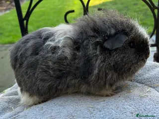 Guinea Pig rodents Texel Guinea pigs bonded boys ( very tame) - Advert 10