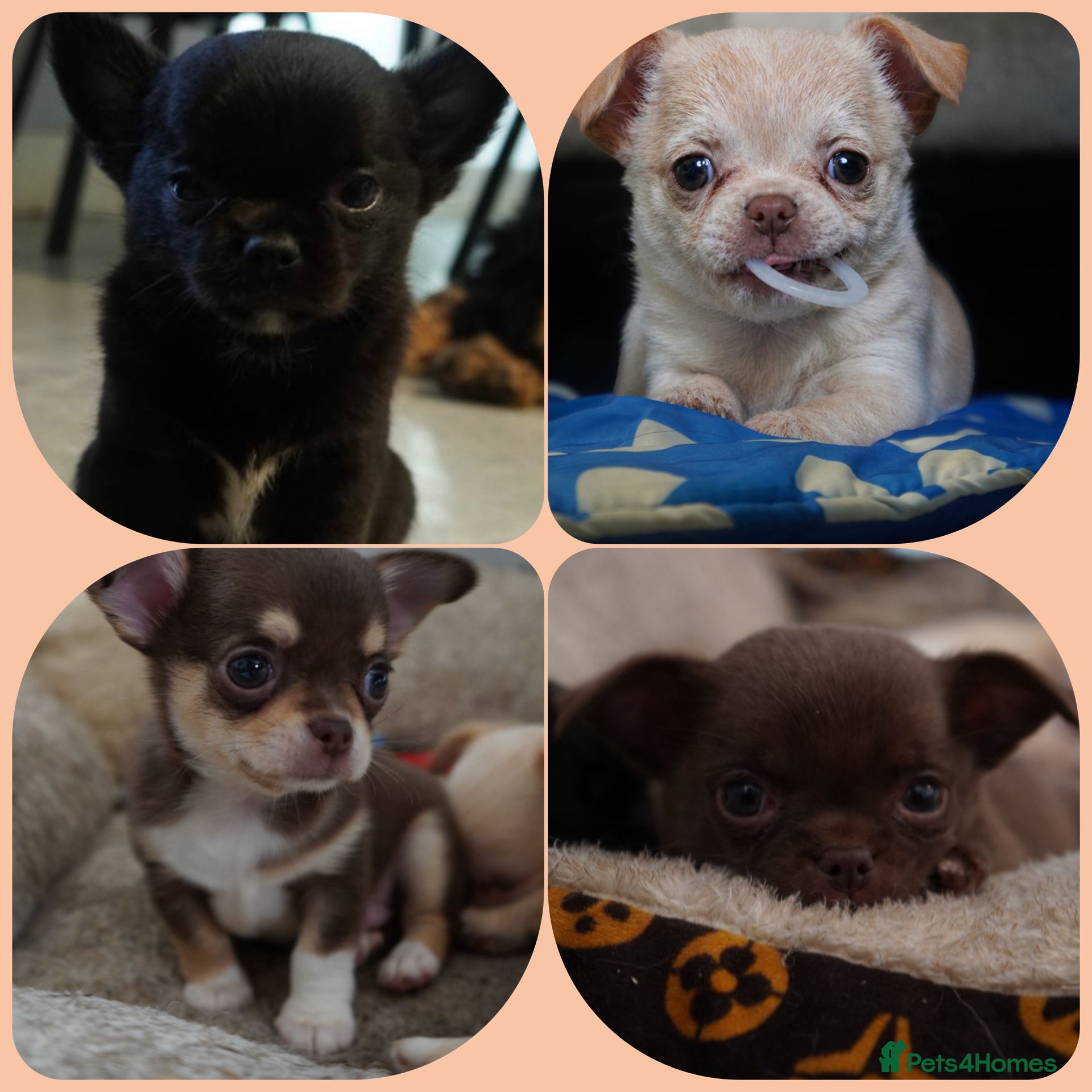Chihuahua dogs 1 kc beautiful chocolate russian female  - Advert 1