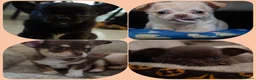 Chihuahua dogs for sale: 4 kc beautiful Russian chihuahuas  - Advert 1