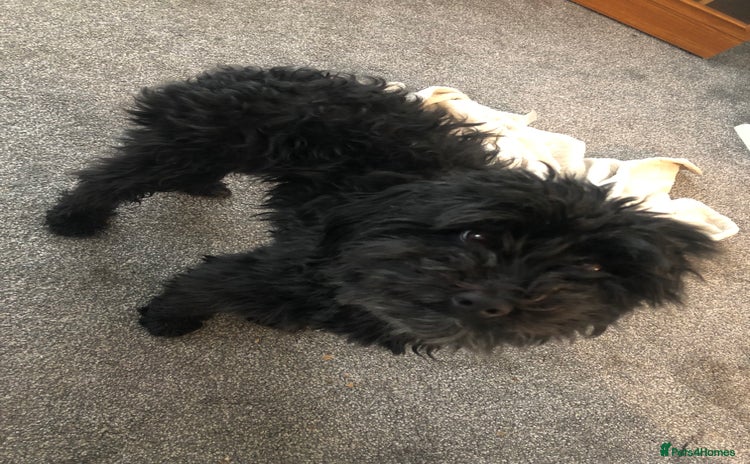 Mixed Breed dogs - Advert 2