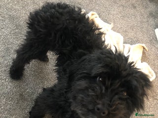 Mixed Breed dogs - Advert 33