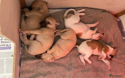 Whippet dogs for sale: 💛 Beautiful Whippet Puppy for His Forever Home ❤️ - Image 7