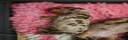 Miniature Dachshund dogs for sale: Gorgeous chocolate dapple puppies - Advert 6