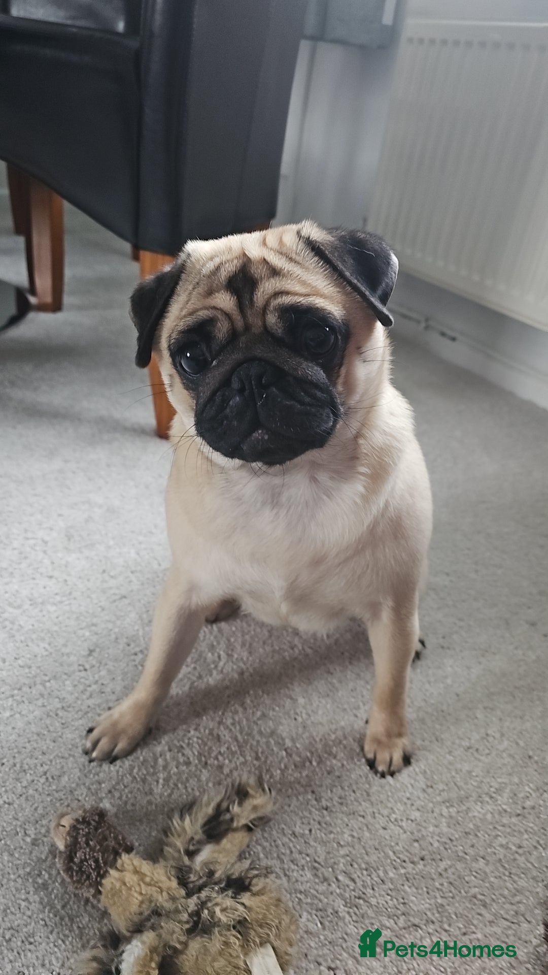 Pug dogs Kc Female pug ( no offers ) - Advert 5