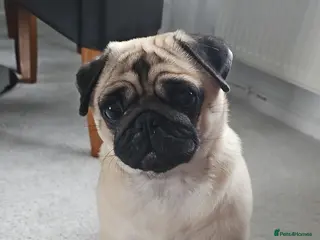 Pug dogs Kc Female pug ( no offers ) - Advert 5