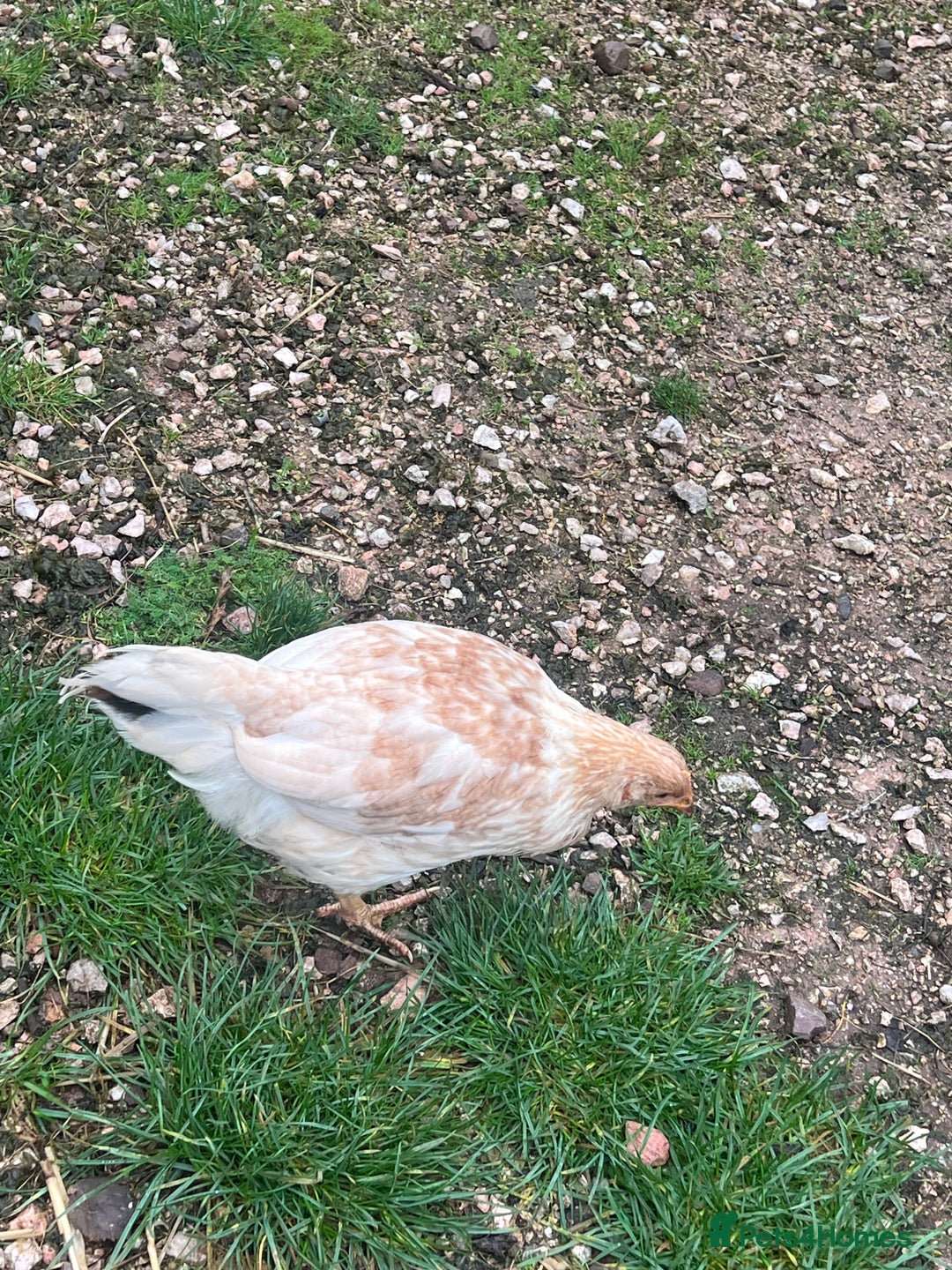 Chickens poultry for sale: Five chicks for sale - Advert 9
